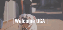 Georgia Bulldogs GIF by University of Georgia