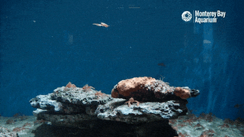 red crab swimming GIF by Monterey Bay Aquarium