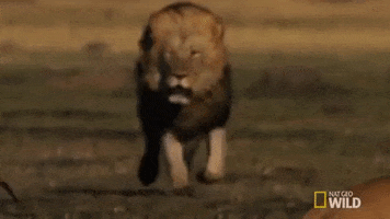 Nat Geo Wild Lion GIF by Savage Kingdom