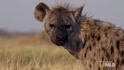 Hyen GIFs - Get the best GIF on GIPHY