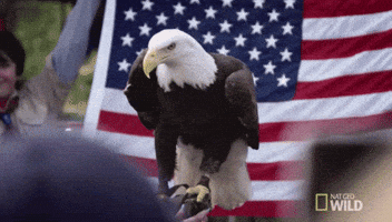 nat geo usa GIF by Nat Geo Wild