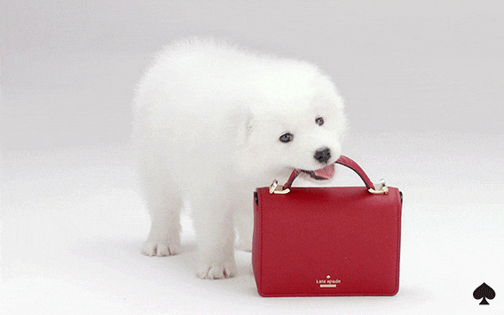 Dog Gif By Kate Spade New York Find Share On Giphy