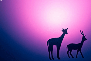 Gazelle Gerenuk Animation Character Design GIF