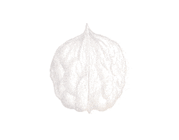 Walnut GIF by Sueperstore