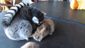 alextux lol fail humor daily GIF
