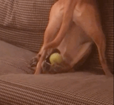giphy.gif