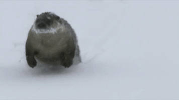 theduke otter sliding GIF
