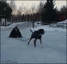 czarkphardy  GIF