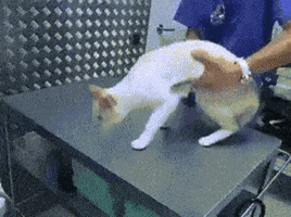 chandler  GIF