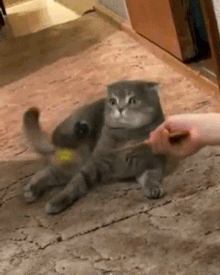 terencetsang  GIF