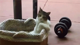 cat chilling GIF