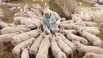 farm pigs GIF by Chipotle Mexican Grill