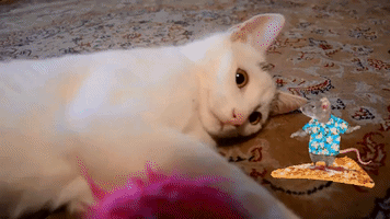 Katze GIF