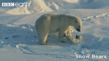 bury polar bear GIF by BBC Earth