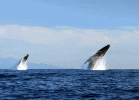 geoffrey double humpback whale breach GIF