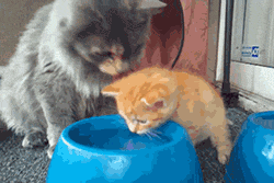 kido cat cats mother teaching GIF