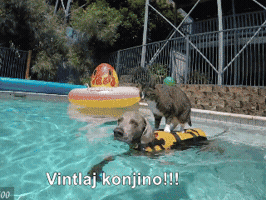 salaukovina  GIF