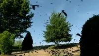 episode 2 birds GIF by The X-Files