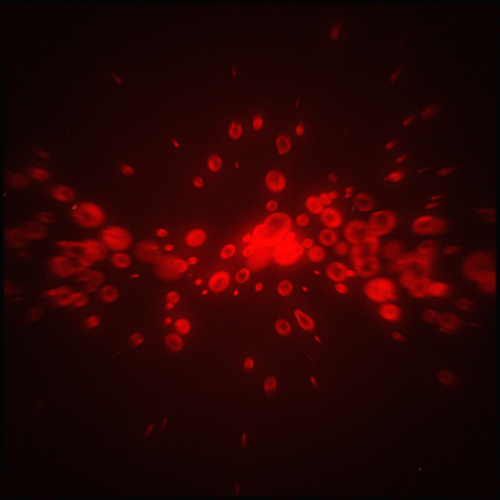 Image result for blood cells gif