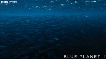 coming through blue planet GIF by BBC Earth