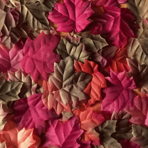 Crackle Crackle Fall GIF by GIPHY CAM