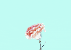 200.gif?cid=fc005b081c1e45cee0f3c260dfd739717b6bdf4de75a47cb&rid=200.gif&ct=g