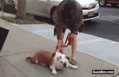 Dog Im Tired GIF - Find & Share on GIPHY