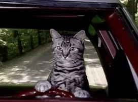 driving cat GIF by Saturday Night Live