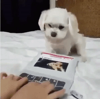 elmenjivar perro lou escribiendo GIF