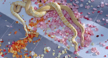 petals GIF by NOWNESS