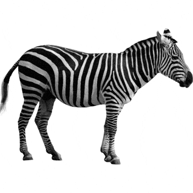 Zebra Cross Gifs Get The Best Gif On Giphy