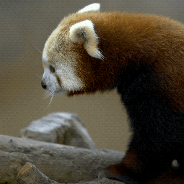 Image result for red panda gif cute
