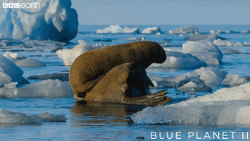 climate change fall GIF by BBC Earth