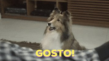 Rough Collie Lassie GIF by Porta Dos Fundos