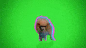 Cat Dog GIF by Mike Diva