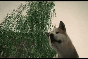 edersoncarvalho fidelidade GIF