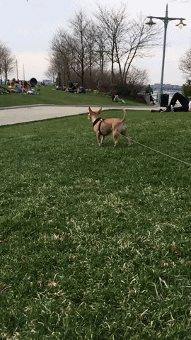 tresty dog run puppy park GIF