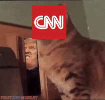 cnn cat GIF by FirstAndMonday