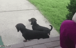 johnmaike  GIF