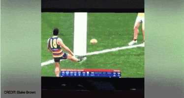 shannongrixti afl evolution GIF