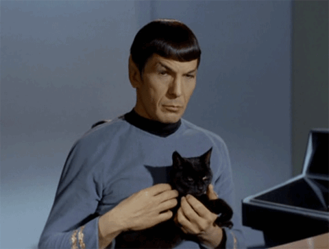 Star Trek Cat GIF - Find & Share on GIPHY
