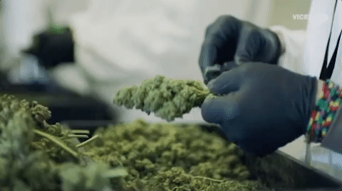 Viceland GIF by WEEDIQUETTE - Find & Share on GIPHY