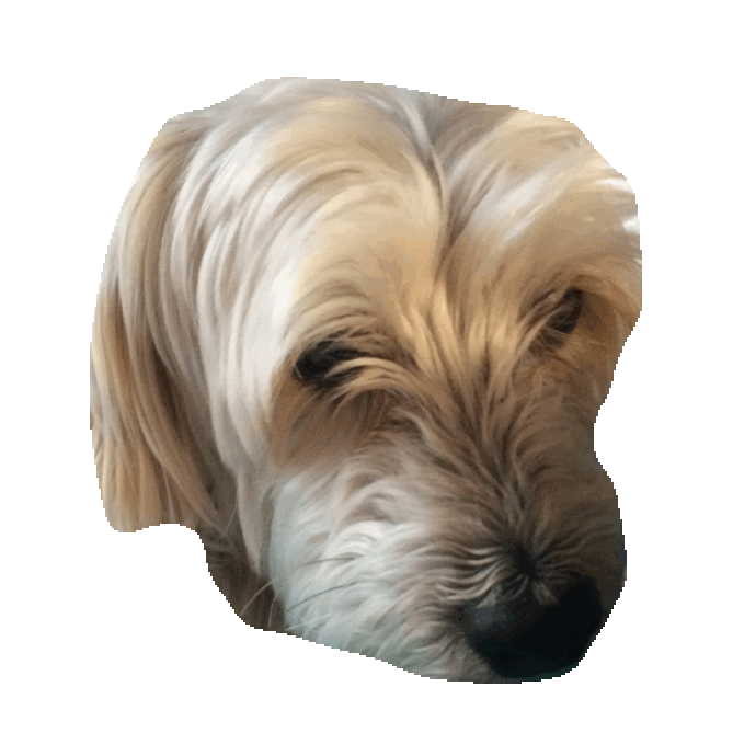 Yorkie GIF by imoji for iOS & Android GIPHY