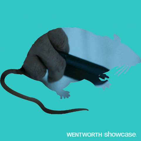 wentworth season 5 GIF by Wentworth