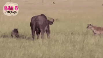 memories  GIF