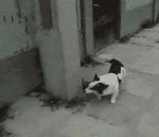 tempus dogs play clever GIF