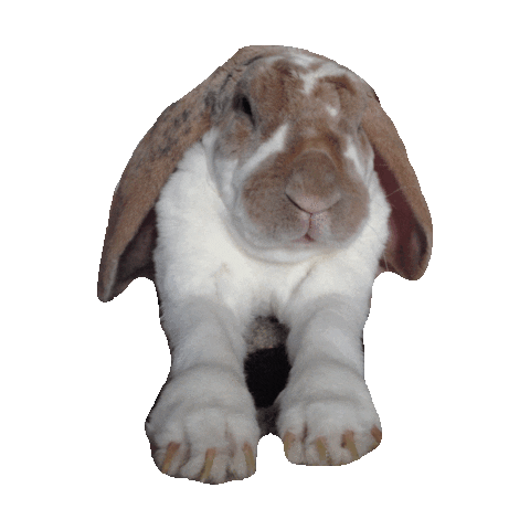Featured image of post Bunny Gif Transparent