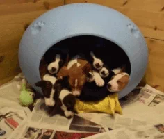 dogs puppy GIF