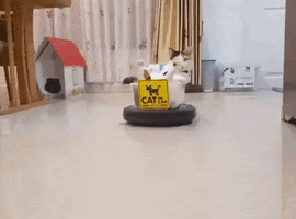 yael  GIF