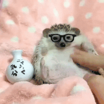 hedgehog GIF